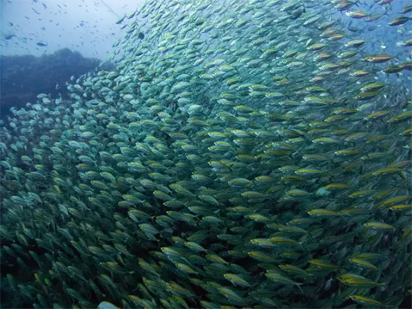 Massive school of fish easily spotted at Chumphon Pinnacle