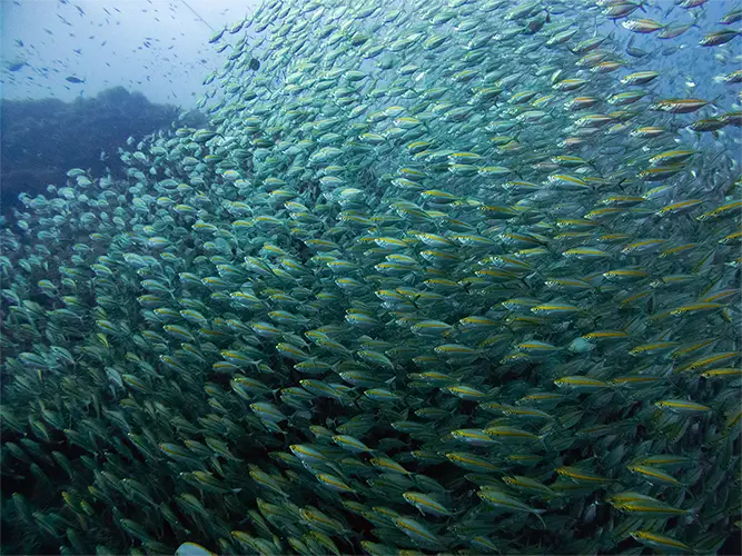 Massive school of fish easily spotted at Chumphon Pinnacle