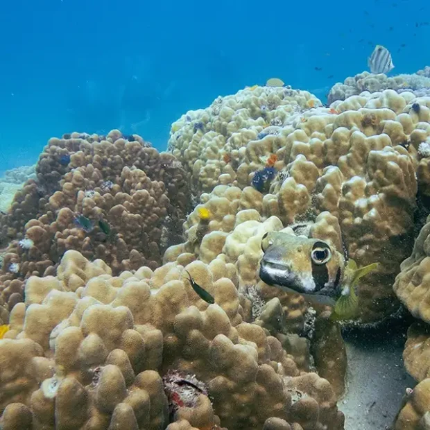 Pufferfish hide between hard corals in Koh Tao