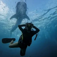 Certified Diver