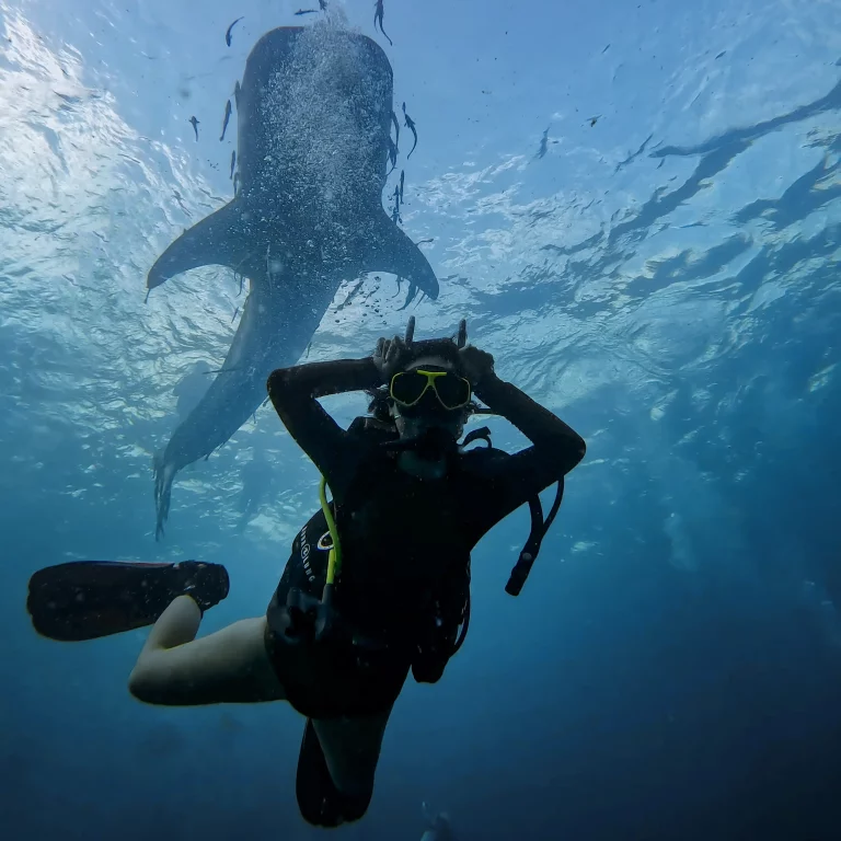 Fun Diving with Whale Shark in Koh Tao with Nava Scuba Diving