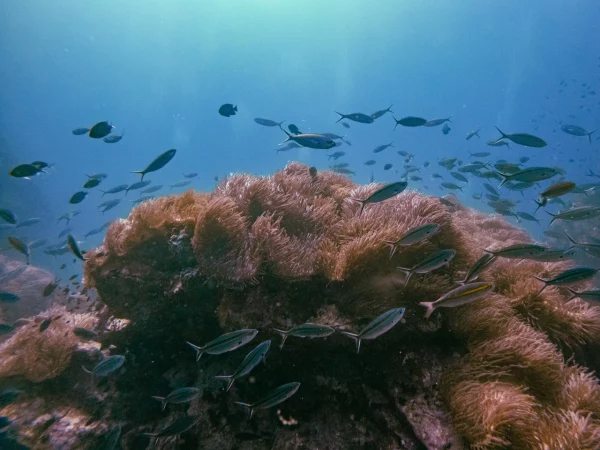 A type of coral easily spotted in Koh Tao both in shallow and deep part