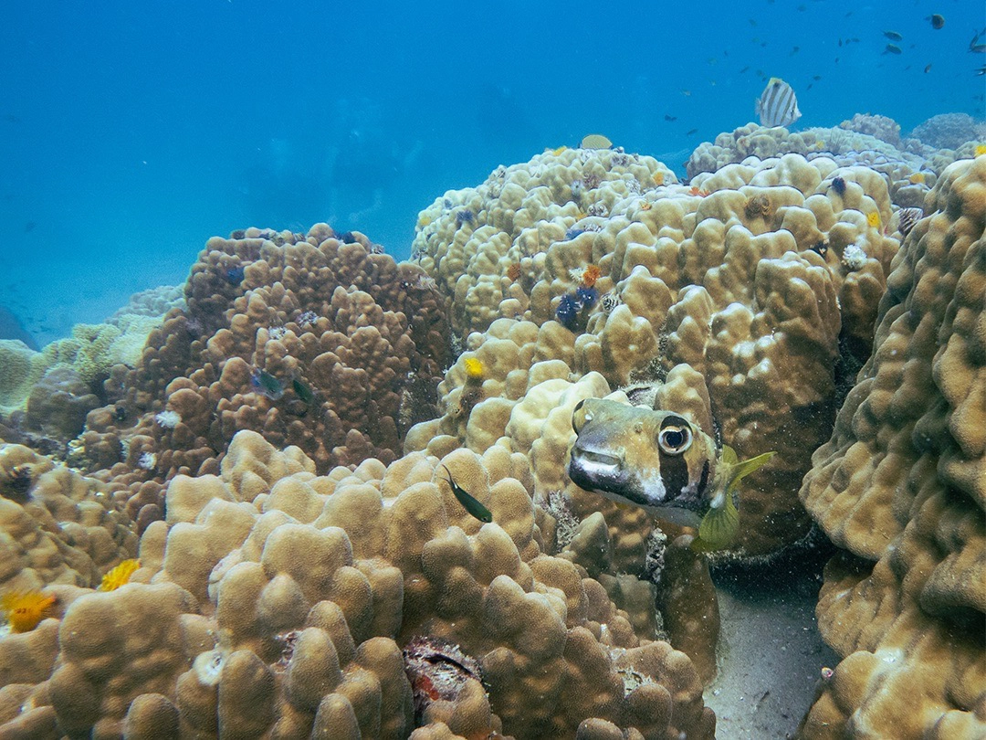 Pufferfish hide between hard corals in Koh Tao
