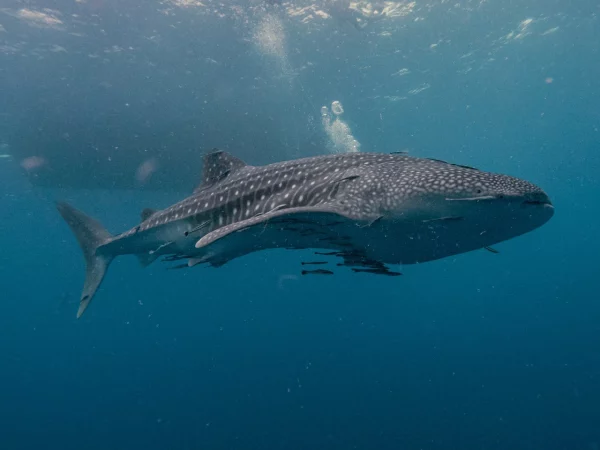 Close-up of a Whale Shark in Koh Tao