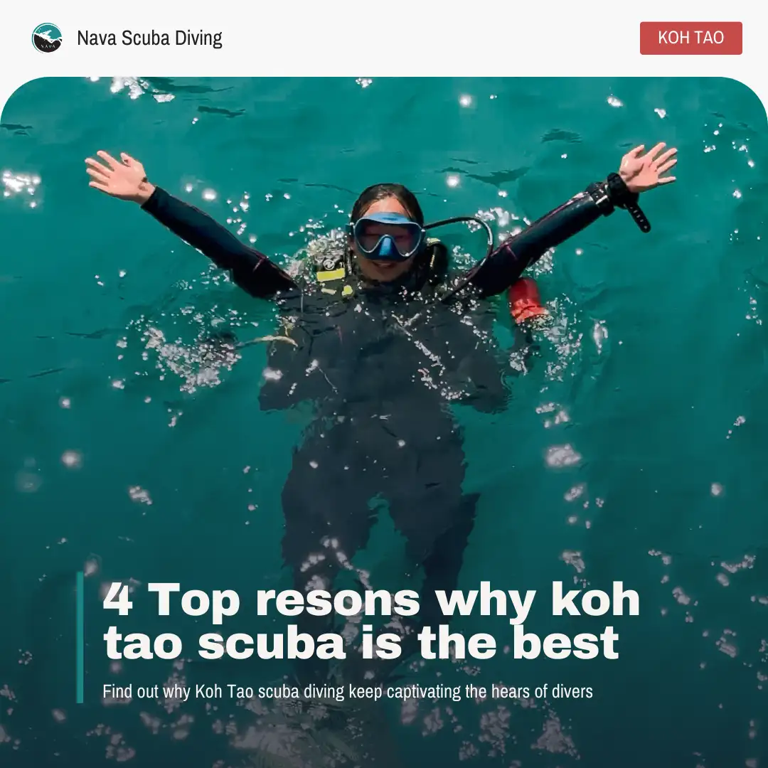 Koh Tao is the best scuba diving in Thailand