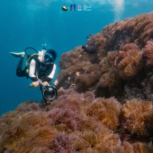 A scuba diver on top of a large patch of anemones