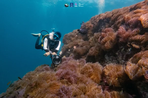 A scuba diver on top of a large patch of anemones