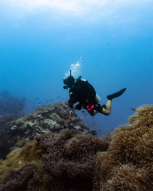 A dive with less people during Koh Tao's Green Season