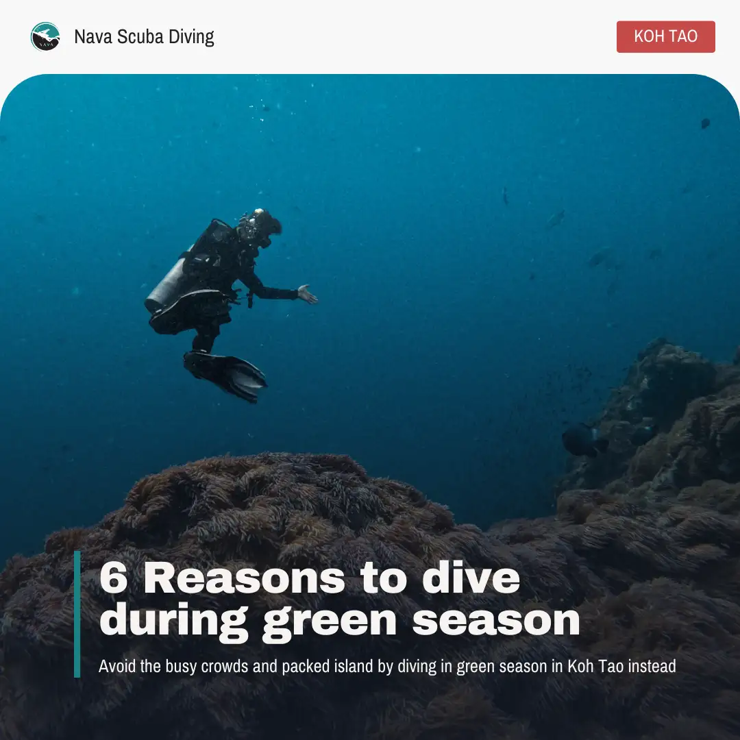 6 reasons to dive during green season in koh tao