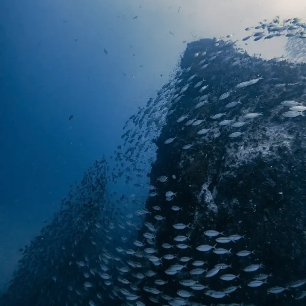 Deep Underwater Scenery Koh Tao