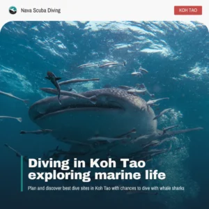 Diving in Koh Tao exploring marine life
