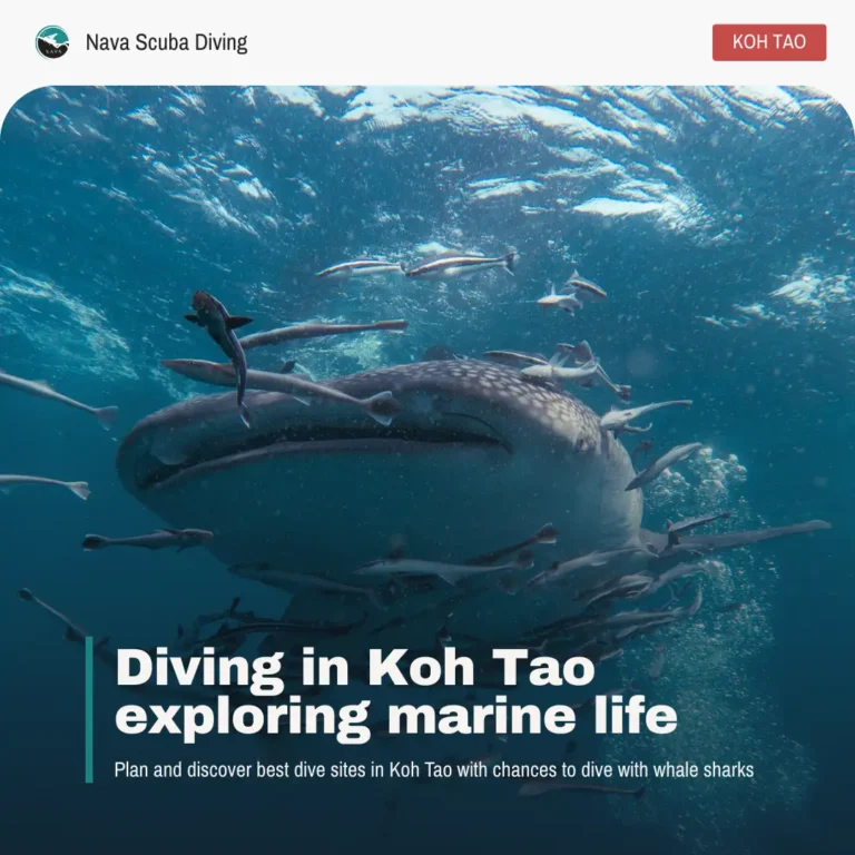 Diving in Koh Tao exploring marine life
