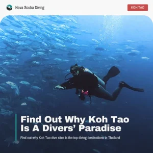 2511 kohtao best dive sites